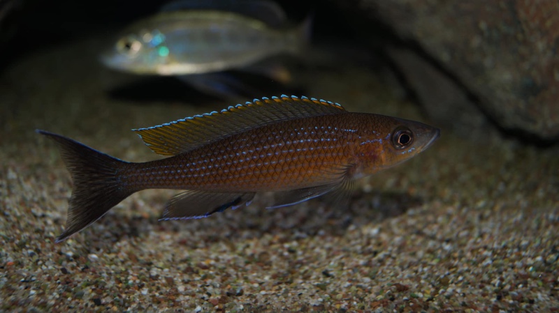 Paracyprichromis brieni 'Milima Island'